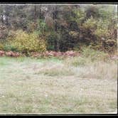 Review photo of Shingobee Recreation Area by Amy G., October 1, 2017