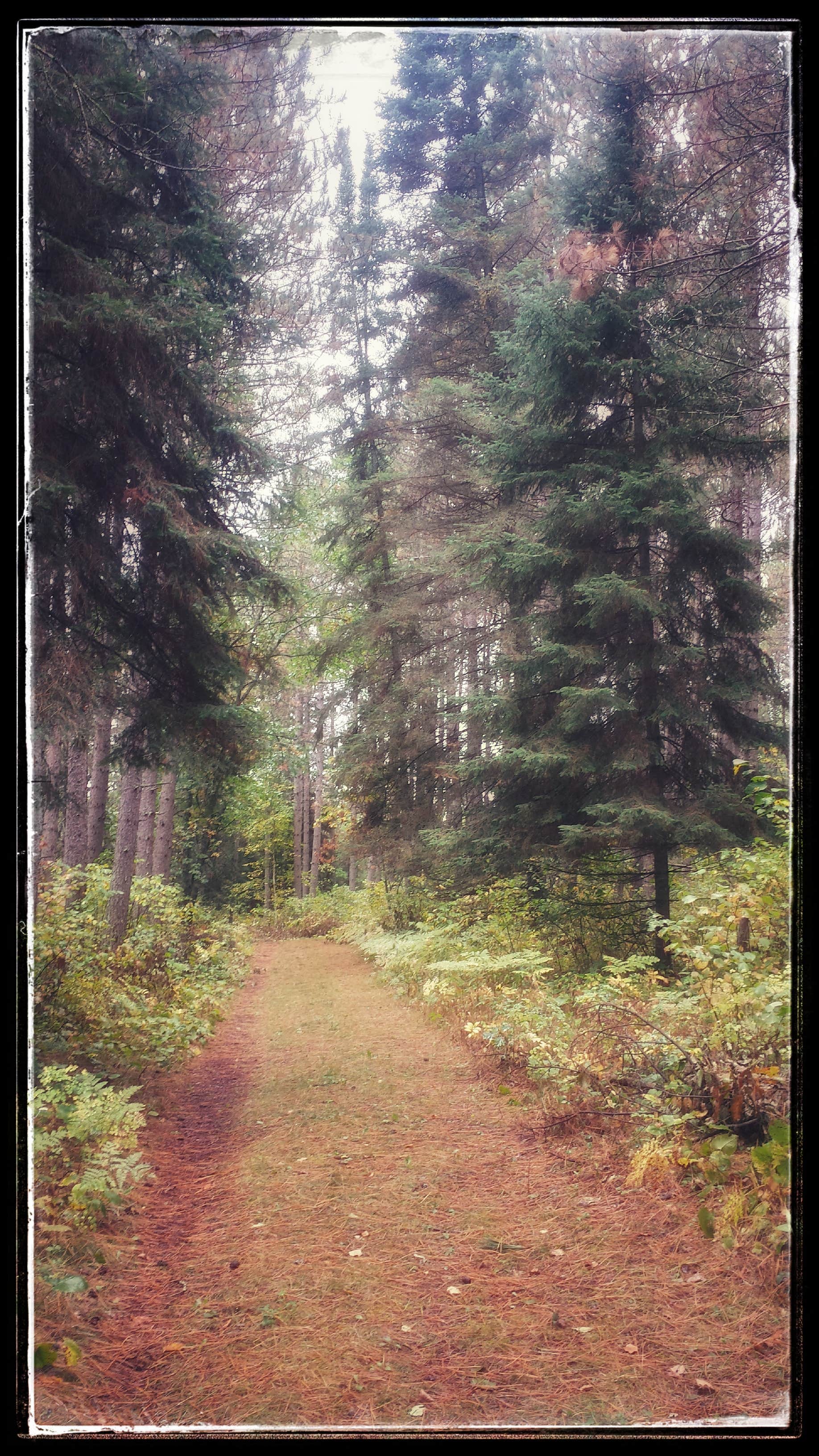 Camper-submitted photo at Shingobee Recreation Area near Blackduck, MN