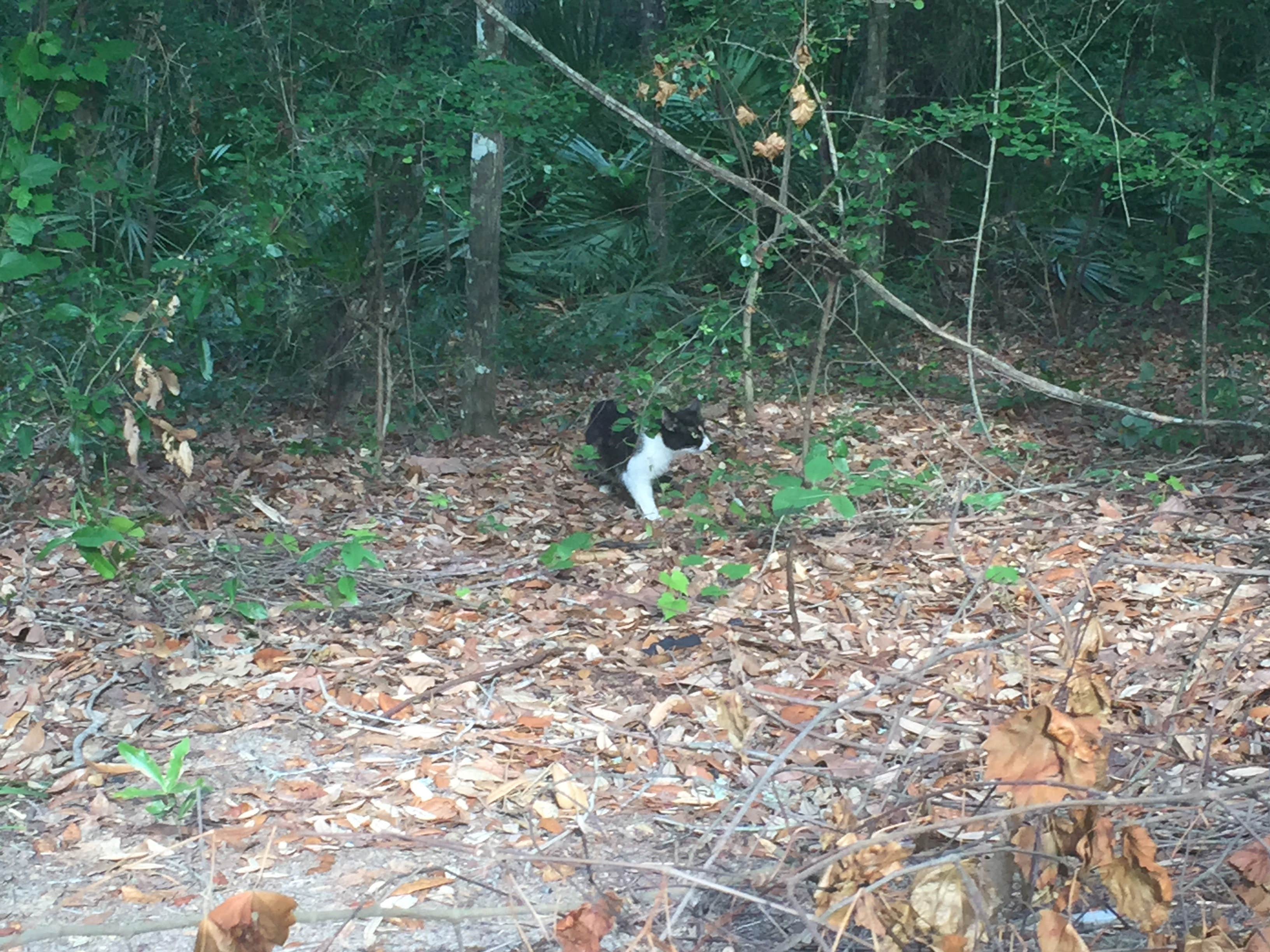 Kayla S.'s photo of camping with pets at General Coffee State Park Campground near Fitzgerald, GA