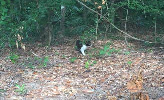 Kayla S.'s photo of camping with pets at General Coffee State Park Campground near Lumber City, GA