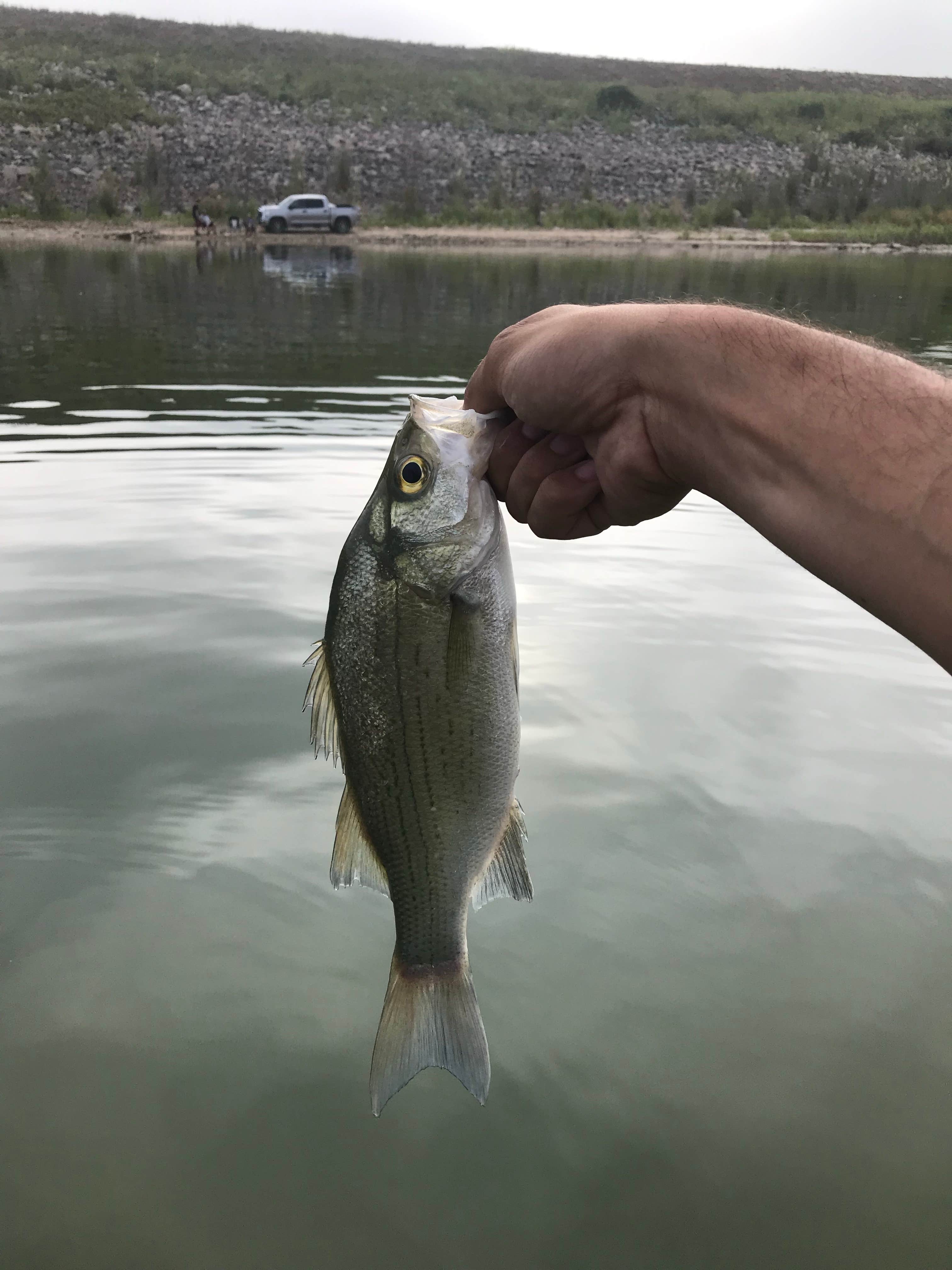 Camper submitted image from Greenbelt Lake Kincaid Park - 3