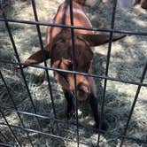 Review photo of Bierbaum Pepper Farm - Temporarily Closed by elisa O., May 25, 2020