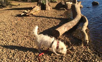 Carter B.'s photo of camping with pets at Lake of The Woods Resort near Tulelake, CA