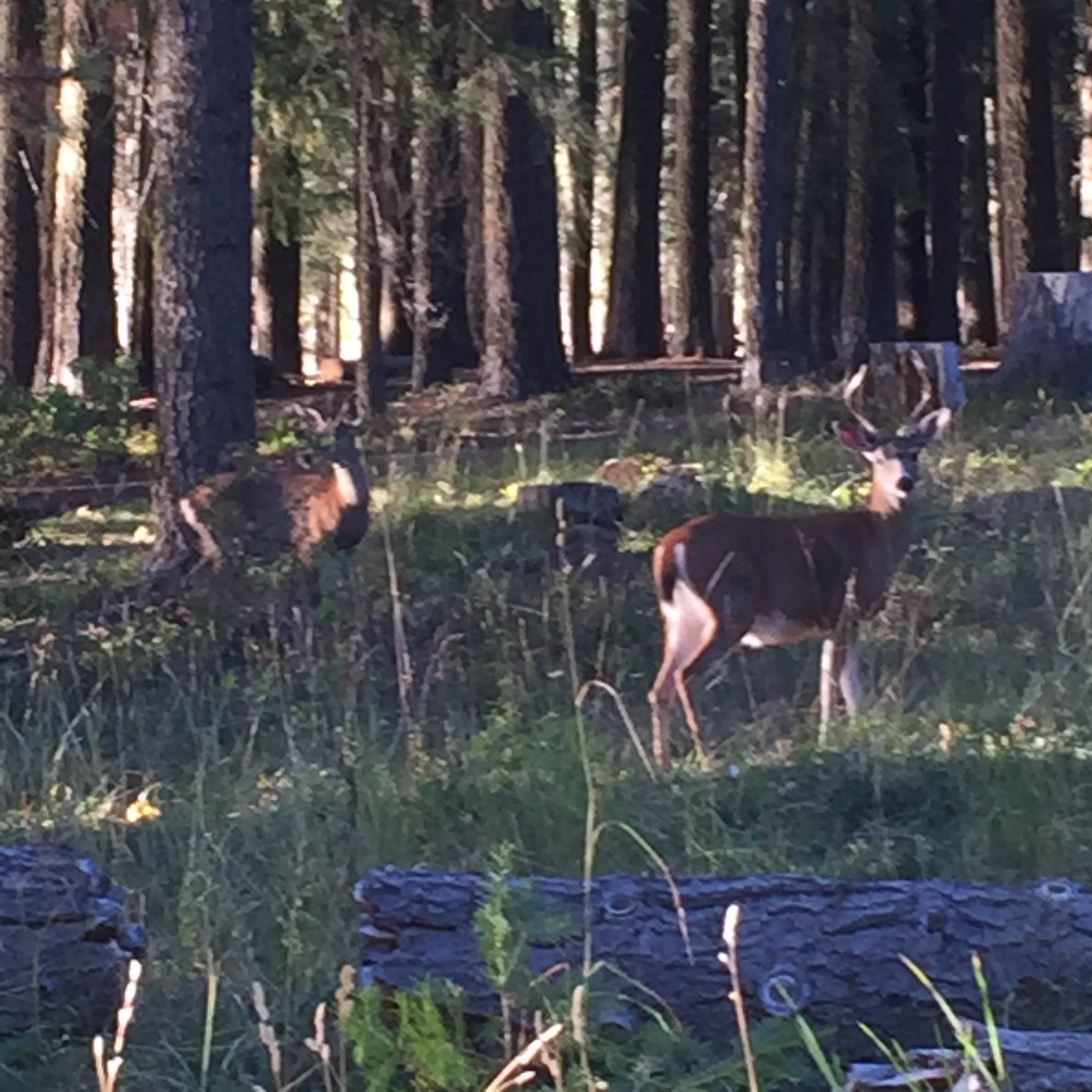 Camper-submitted photo at Lake of The Woods Resort near Dorris, CA