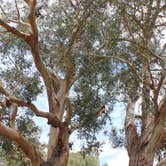 Review photo of Santa Cruz Island Scorpion Canyon Campground — Channel Islands National Park by Jen G., June 30, 2016
