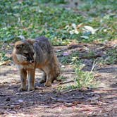 Review photo of Santa Cruz Island Scorpion Canyon Campground — Channel Islands National Park by Jen G., June 30, 2016