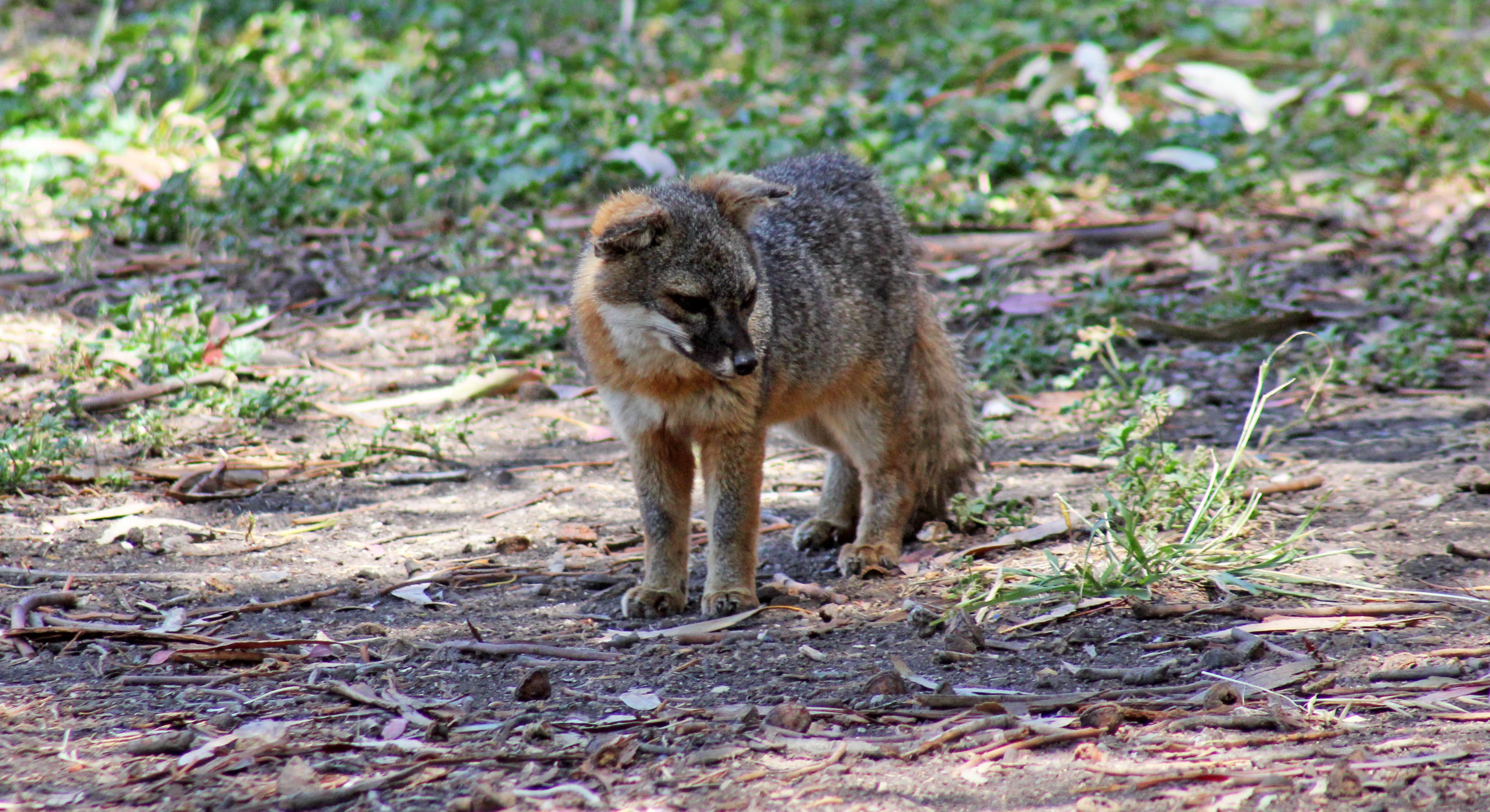 Small Fox in Santa Cruz Island Scorpion Canyon Campground at Channel Islands National Park