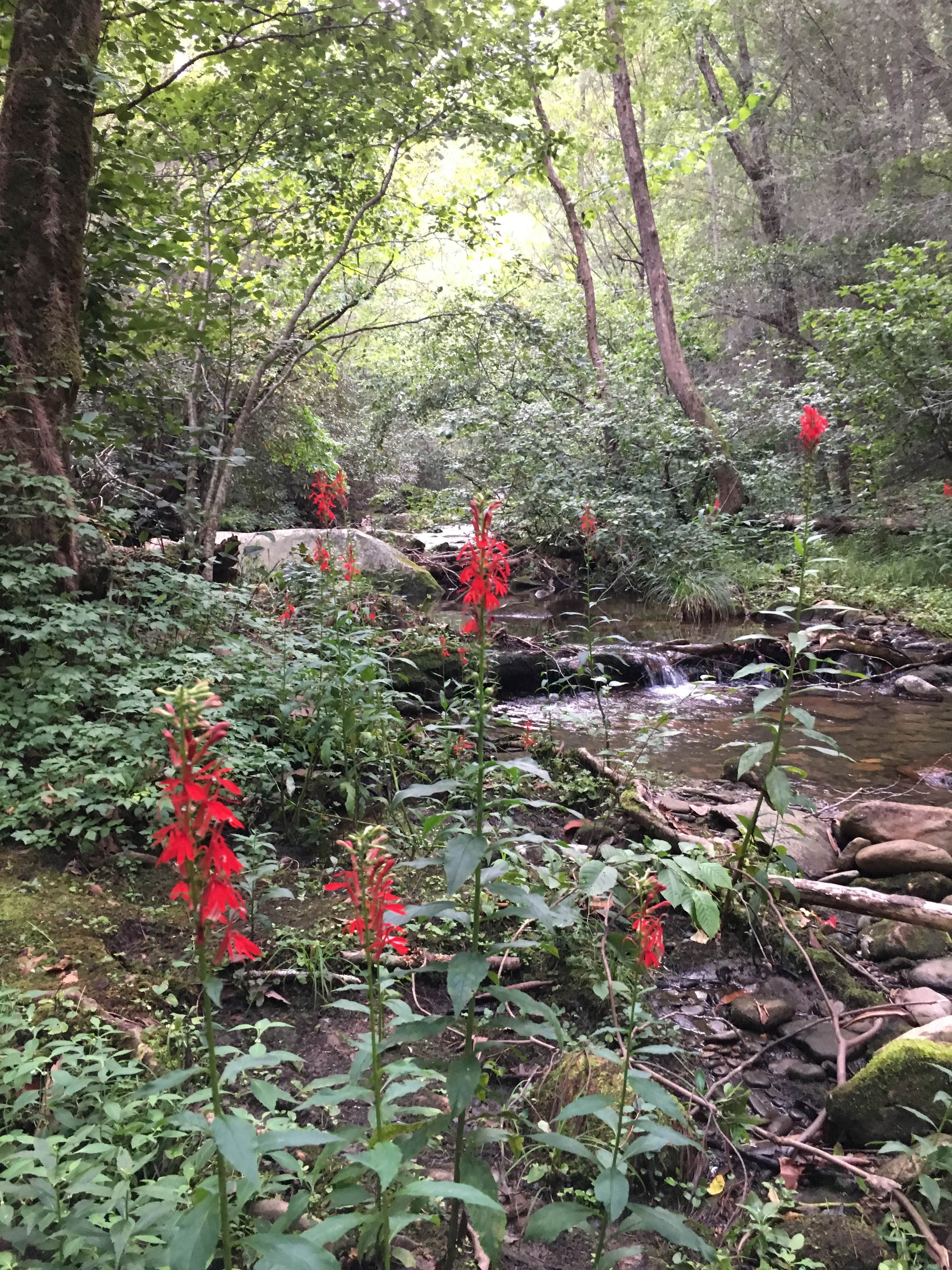 Camper-submitted photo at Panther Creek Recreation Area Camping near Long Creek, SC