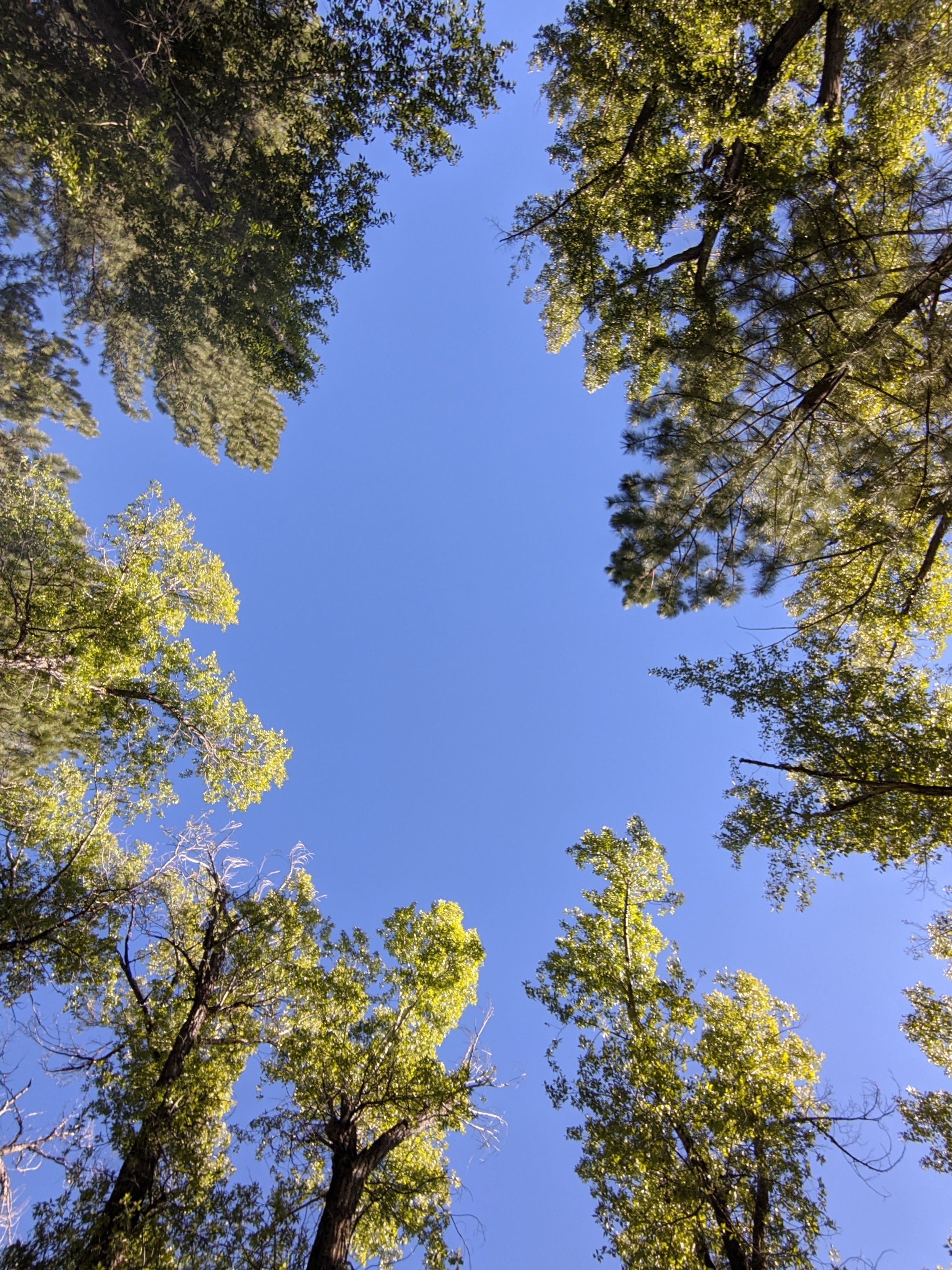View looking up from picnic table