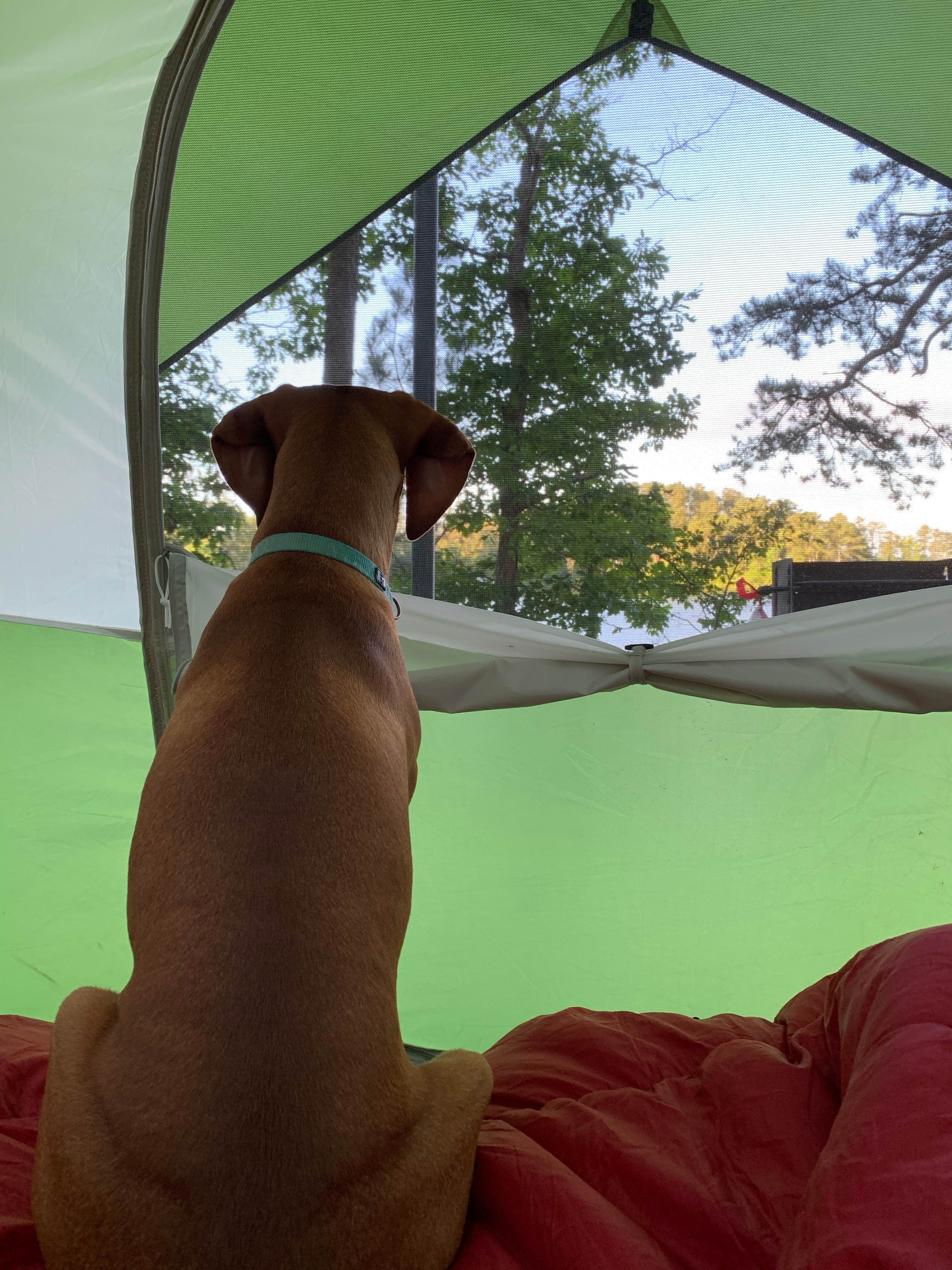 Jen D.'s photo at COE J Strom Thurmond Lake Modoc Campground near Augusta, GA