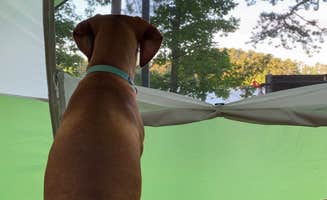 Jen D.'s photo at COE J Strom Thurmond Lake Modoc Campground near Woodland, GA