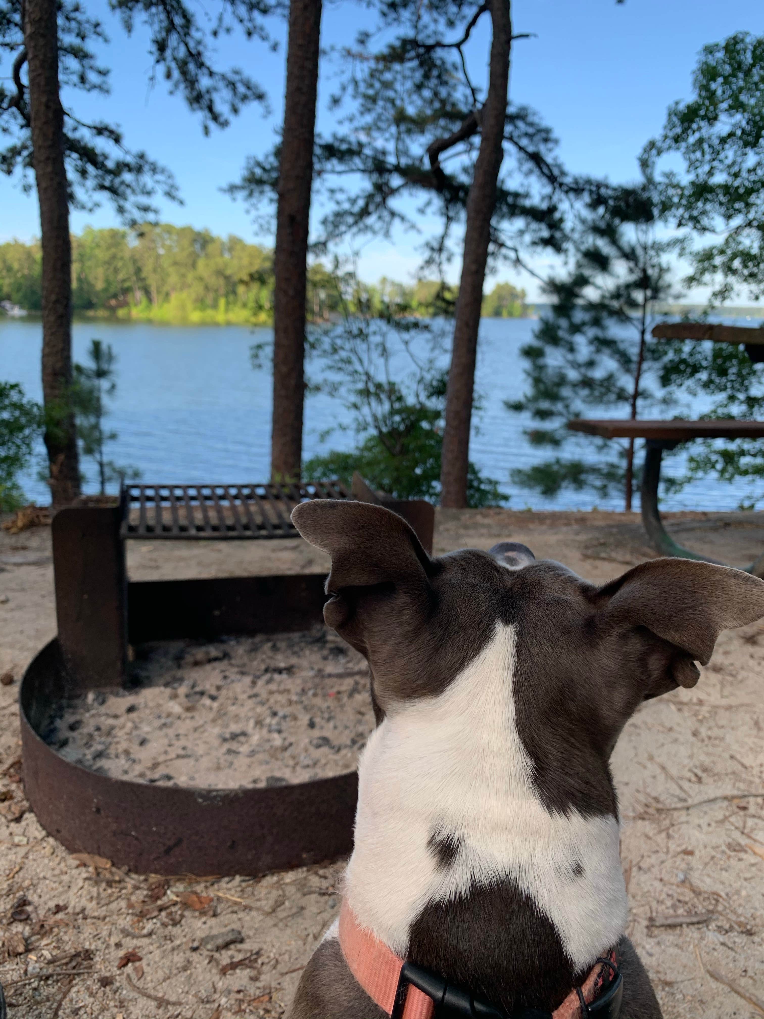Jen D.'s photo of camping with pets at COE J Strom Thurmond Lake Modoc Campground near J. Strom Thurmond Lake