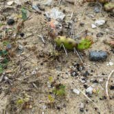 Review photo of Frisco Campground — Cape Hatteras National Seashore by The School for  Y., May 26, 2020