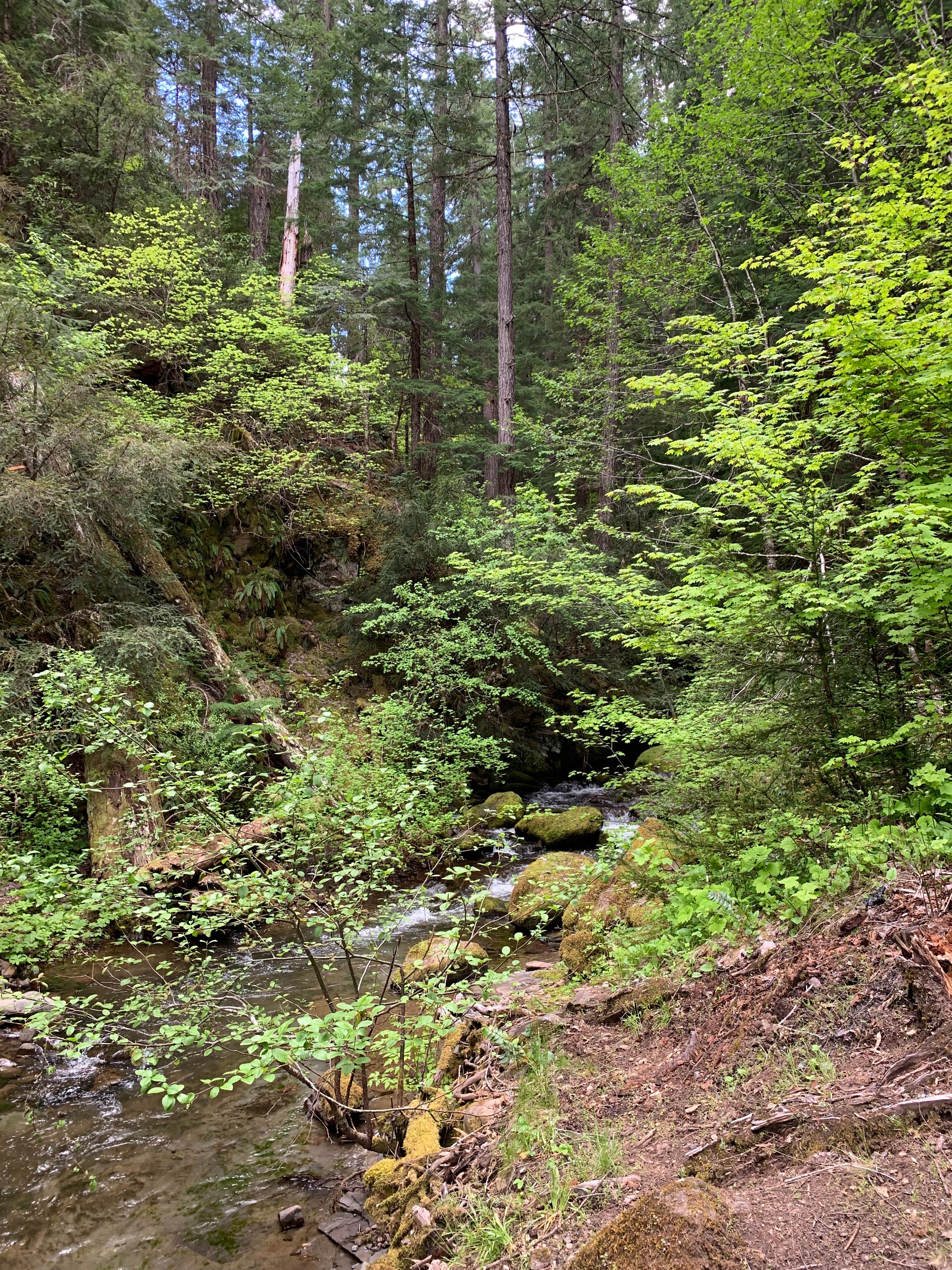 Camper-submitted photo at Camas Creek Campground near Clearwater, OR