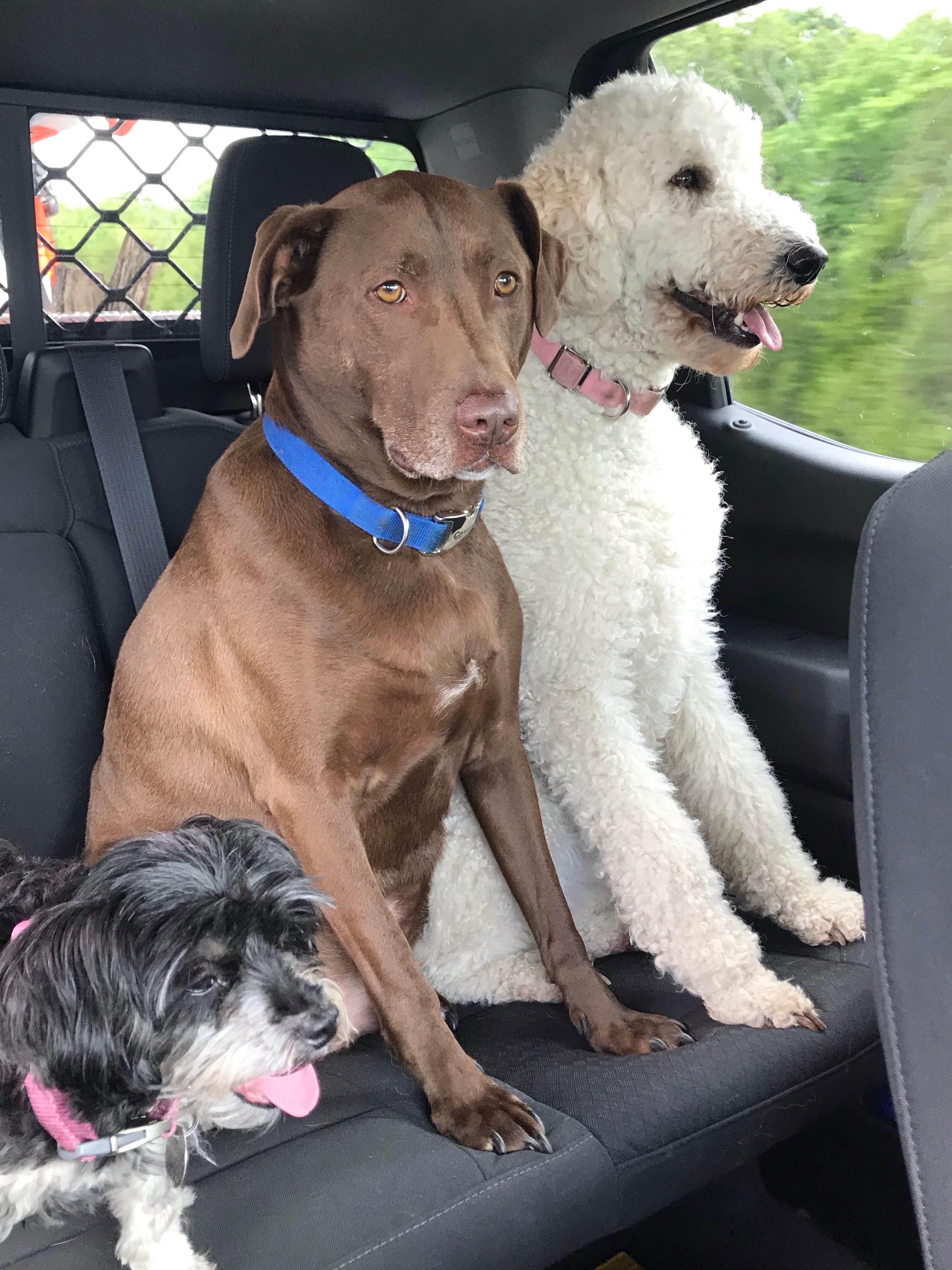 Cathy S.'s photo of camping with pets at Riverfront Campground and Canoe near Stockton Lake