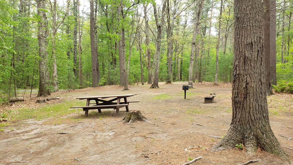Camper-submitted photo at Lorraine Park Campground — Harold Parker State Forest near Methuen Town, MA