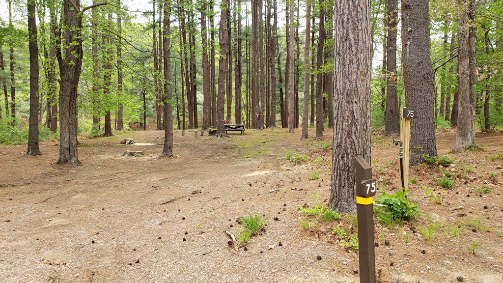 Camper-submitted photo at Lorraine Park Campground — Harold Parker State Forest near Chelsea, MA