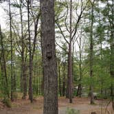 Review photo of Lorraine Park Campground — Harold Parker State Forest by Jean C., May 27, 2020