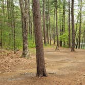 Review photo of Lorraine Park Campground — Harold Parker State Forest by Jean C., May 27, 2020