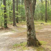 Review photo of Lorraine Park Campground — Harold Parker State Forest by Jean C., May 27, 2020