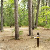 Review photo of Lorraine Park Campground — Harold Parker State Forest by Jean C., May 27, 2020