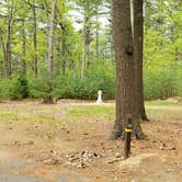 Review photo of Lorraine Park Campground — Harold Parker State Forest by Jean C., May 27, 2020