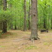 Review photo of Lorraine Park Campground — Harold Parker State Forest by Jean C., May 27, 2020