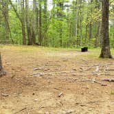 Review photo of Lorraine Park Campground — Harold Parker State Forest by Jean C., May 27, 2020