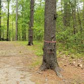 Review photo of Lorraine Park Campground — Harold Parker State Forest by Jean C., May 27, 2020