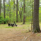 Review photo of Lorraine Park Campground — Harold Parker State Forest by Jean C., May 27, 2020