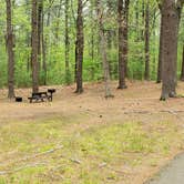 Review photo of Lorraine Park Campground — Harold Parker State Forest by Jean C., May 27, 2020