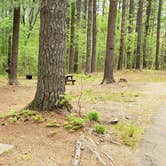 Review photo of Lorraine Park Campground — Harold Parker State Forest by Jean C., May 27, 2020