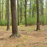 Review photo of Lorraine Park Campground — Harold Parker State Forest by Jean C., May 27, 2020