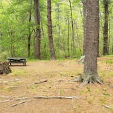 Review photo of Lorraine Park Campground — Harold Parker State Forest by Jean C., May 27, 2020