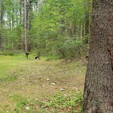 Review photo of Lorraine Park Campground — Harold Parker State Forest by Jean C., May 27, 2020