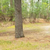 Review photo of Lorraine Park Campground — Harold Parker State Forest by Jean C., May 27, 2020