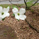 Review photo of Lorraine Park Campground — Harold Parker State Forest by Jean C., May 27, 2020