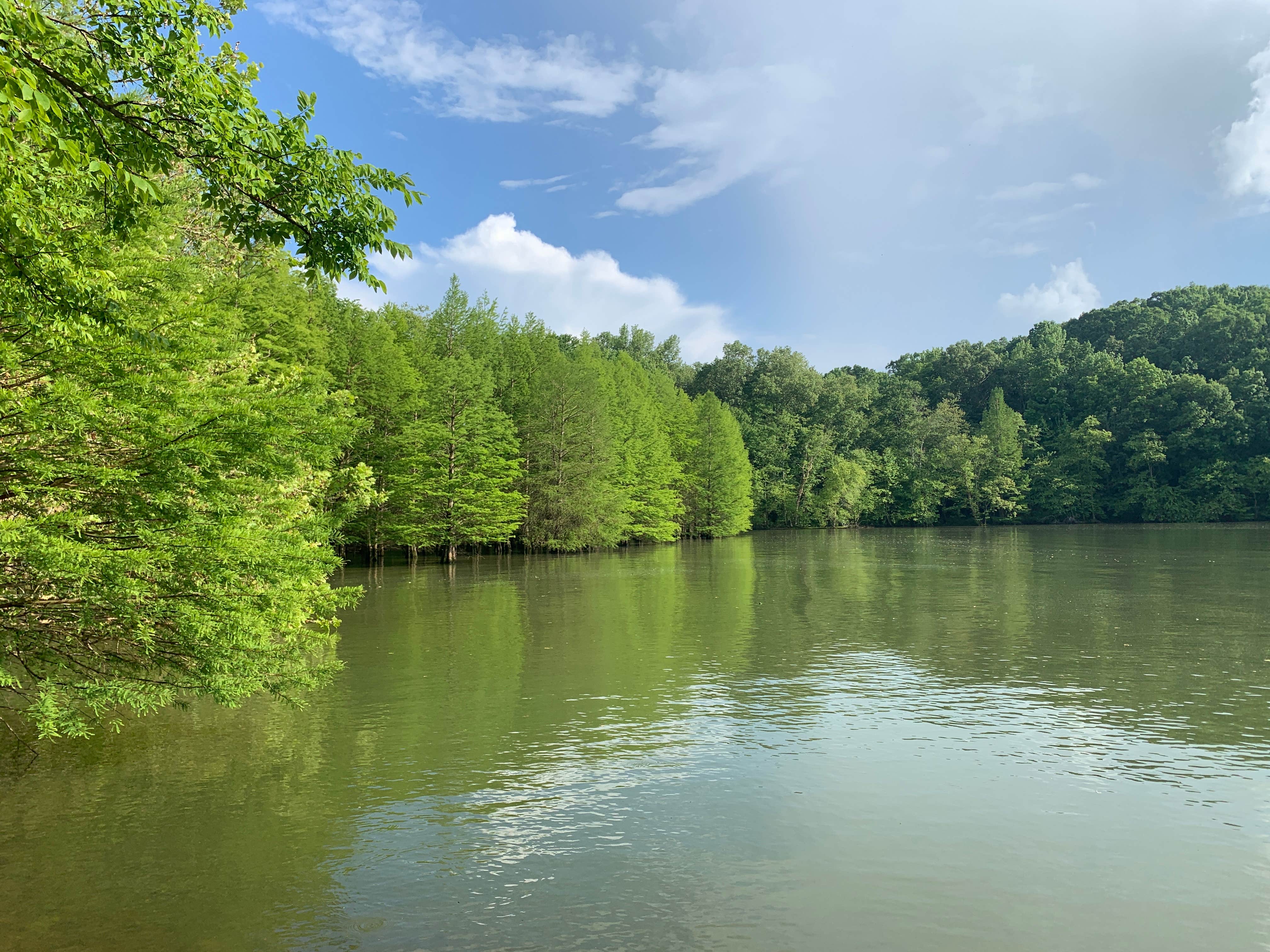 Camper-submitted photo at Jones Creek near Dresden, TN