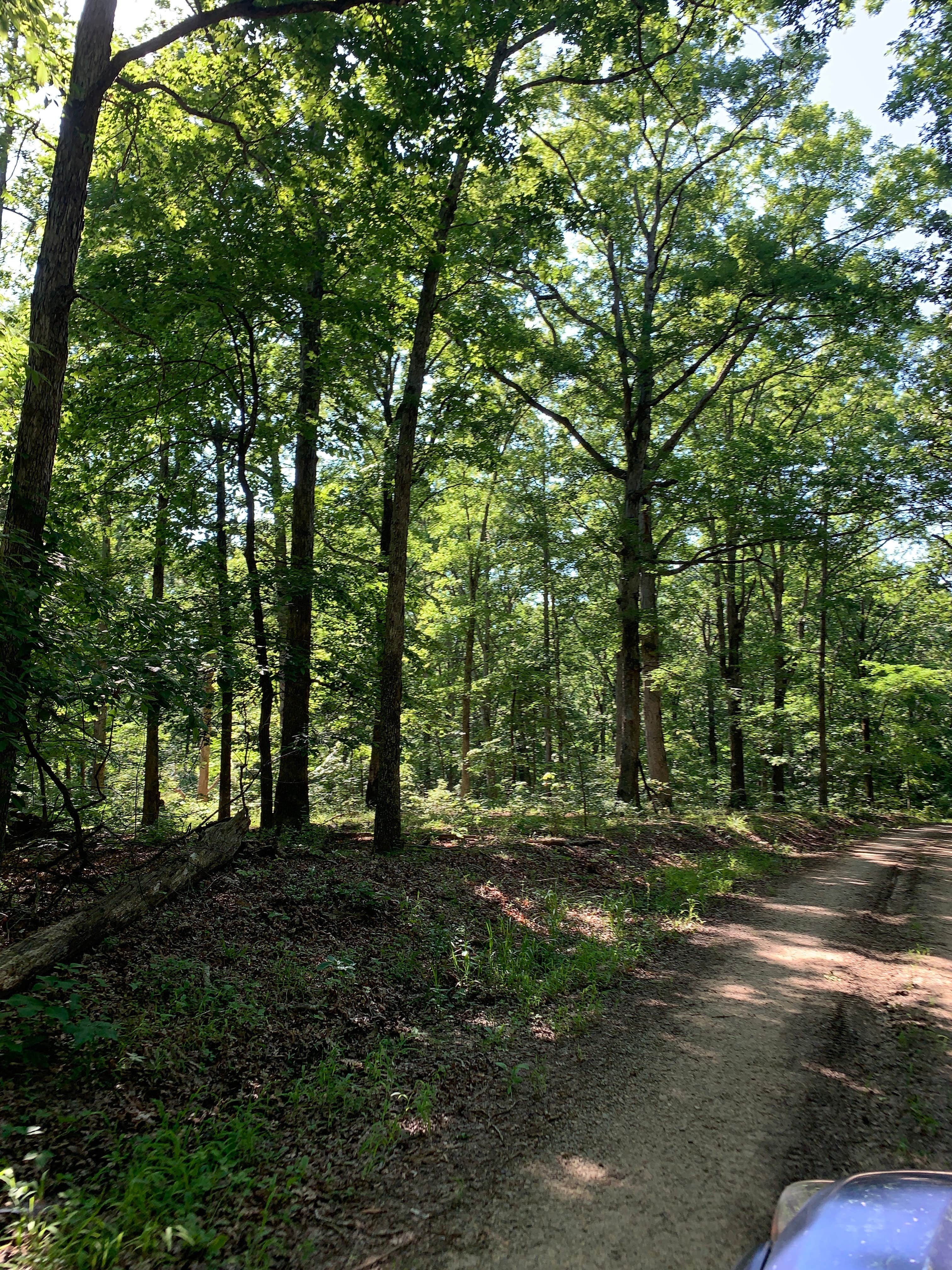 Camper-submitted photo at Jones Creek near Dresden, TN