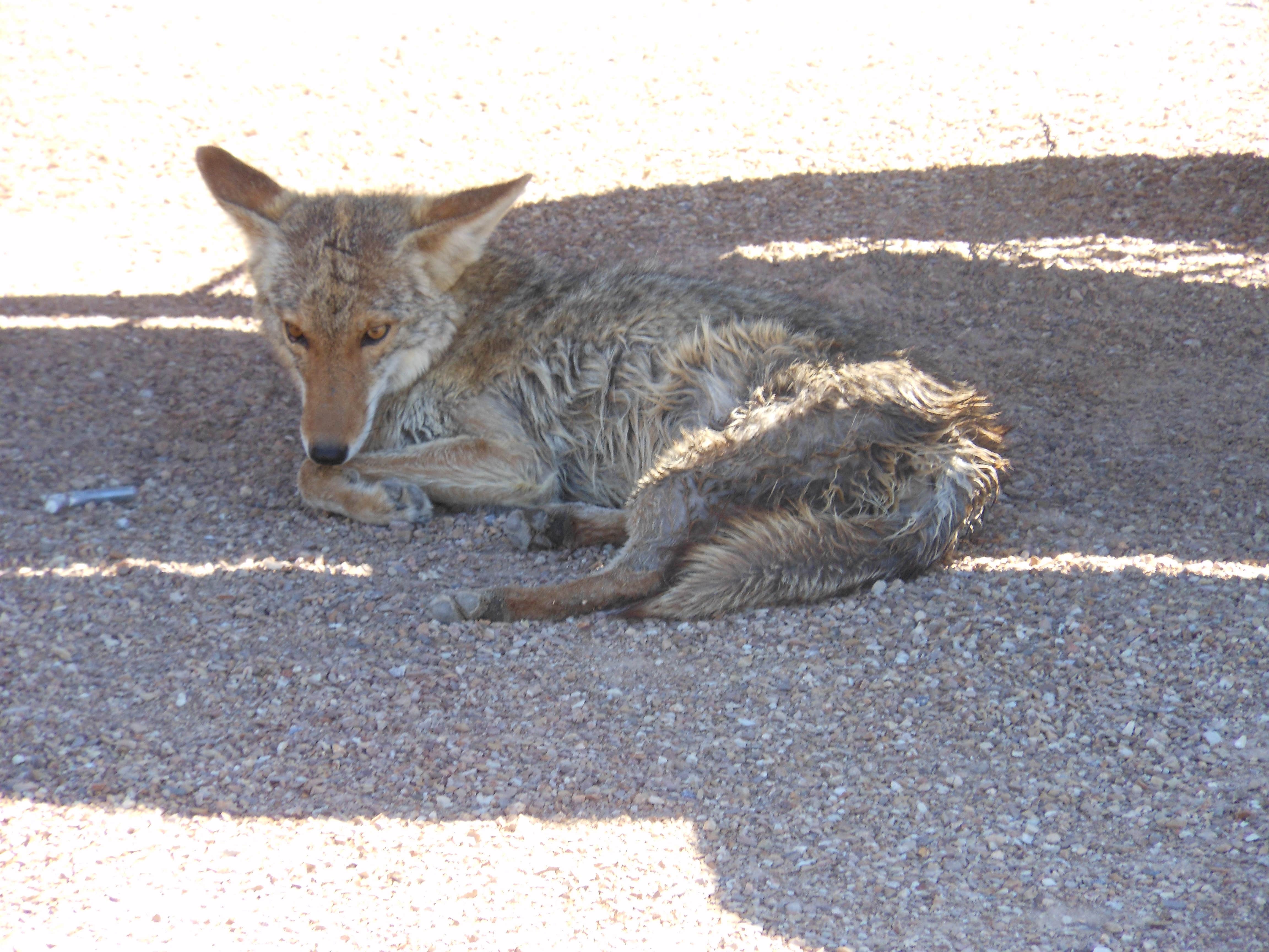 Camper submitted image from Wildrose Campground — Death Valley National Park - 5