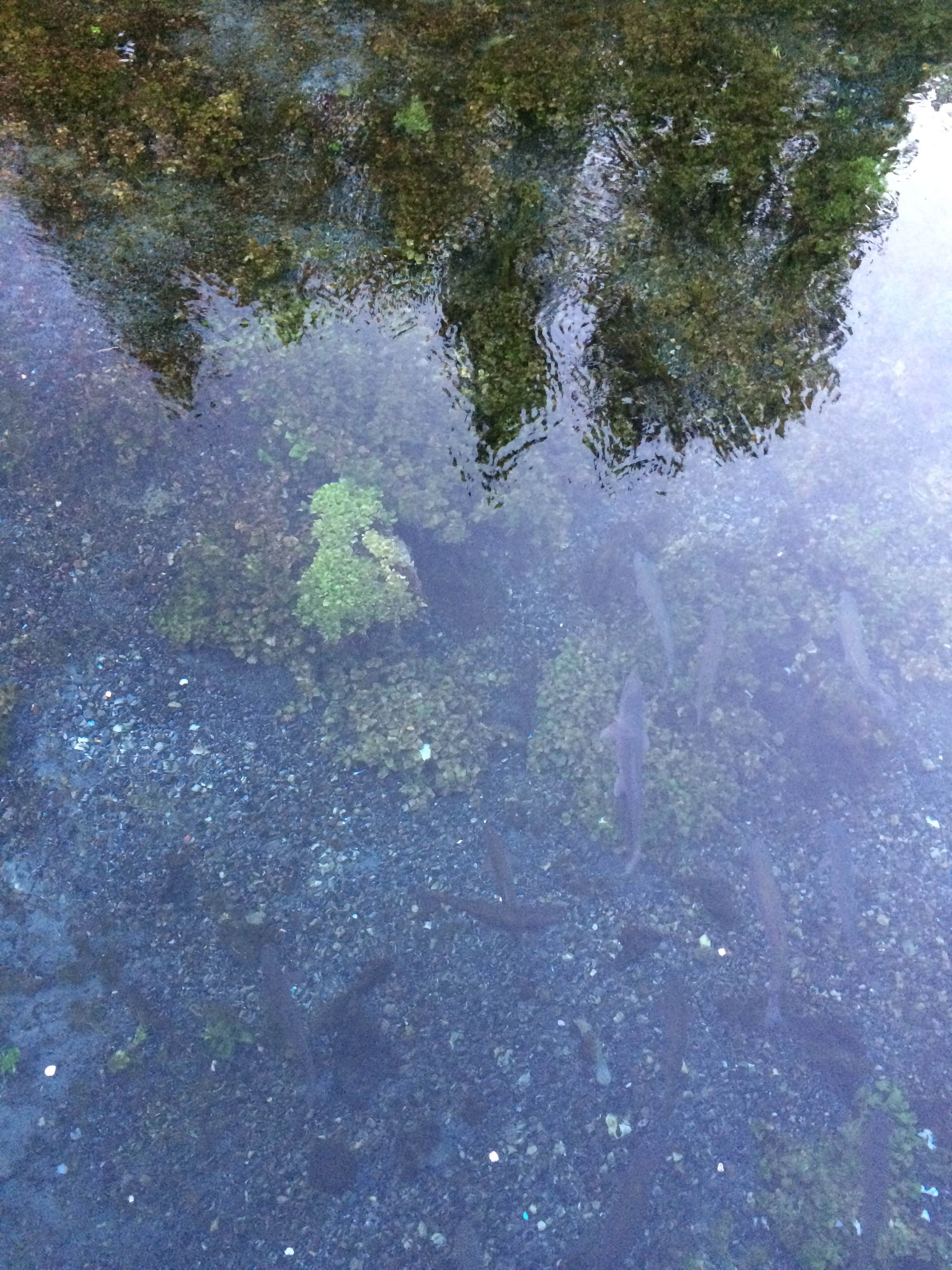 Camper-submitted photo at Big Springs Campground near Island Park, ID