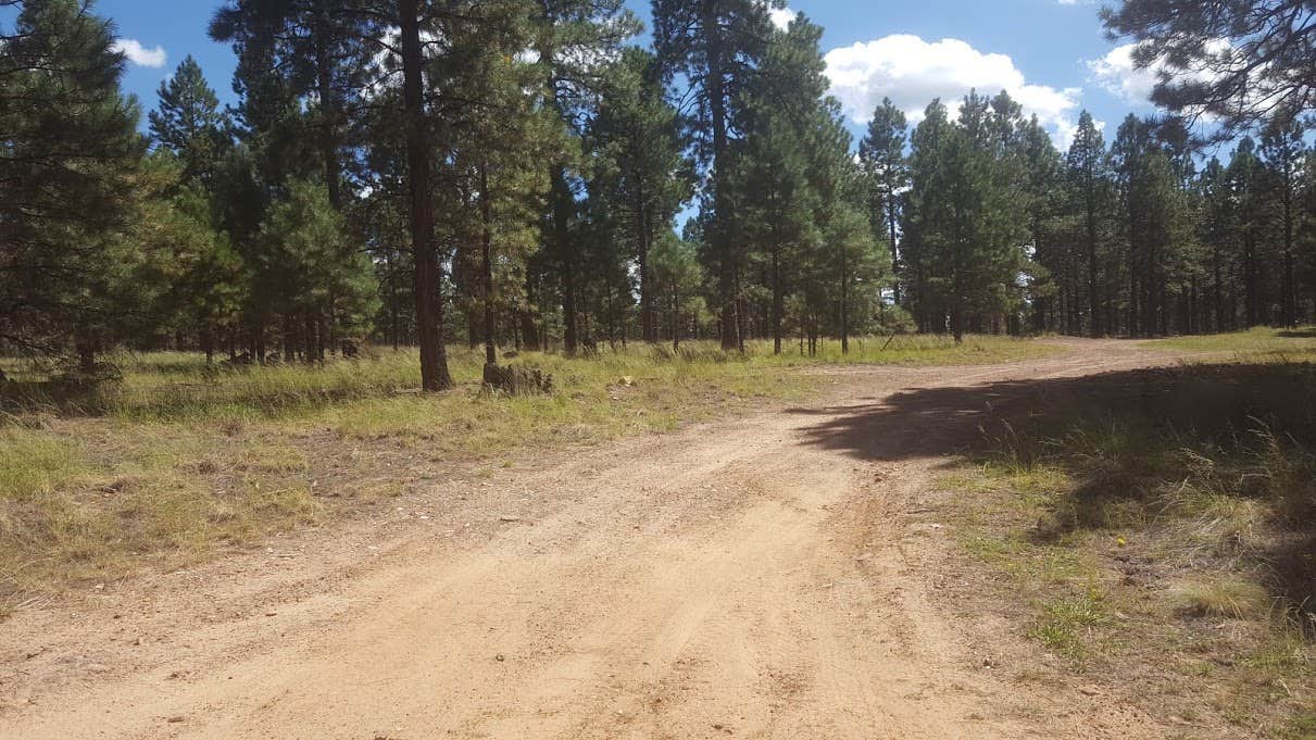 Camper submitted image from FR100 Dispersed Wilderness Camping - 3