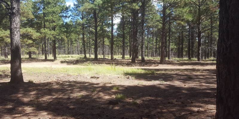 Camper submitted image from FR100 Dispersed Wilderness Camping