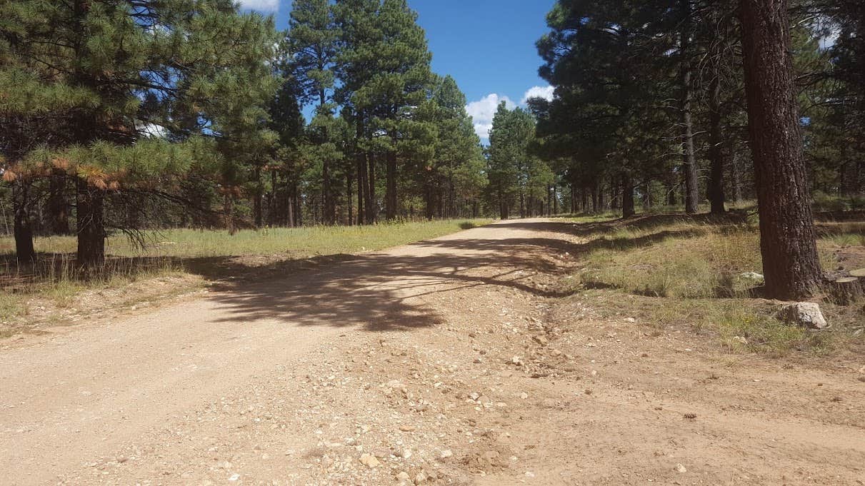 Camper submitted image from FR100 Dispersed Wilderness Camping - 2