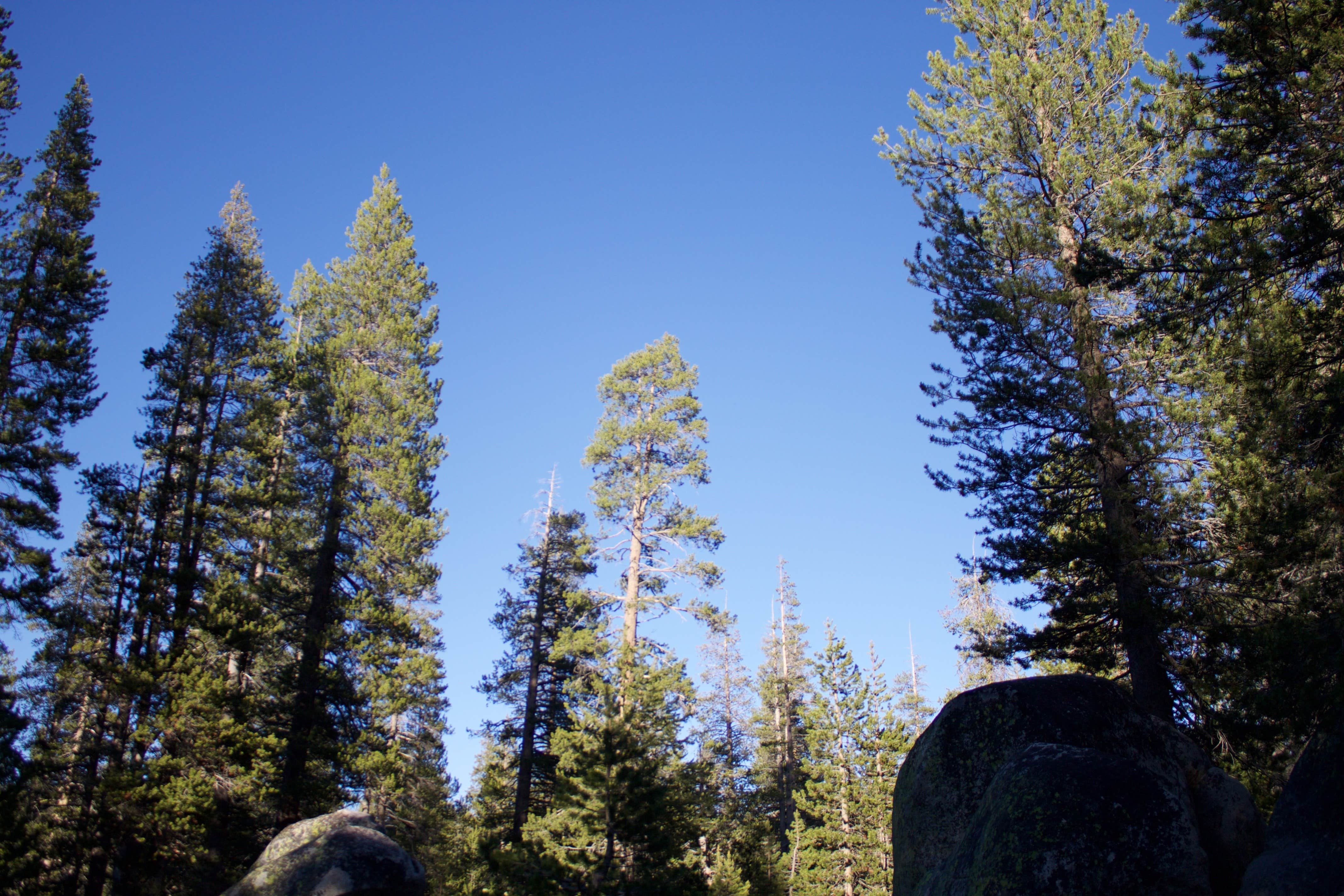 Camper submitted image from White Wolf Campground — Yosemite National Park - 3