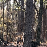 Review photo of Mistletoe State Park Campground by Jerry F., May 27, 2020