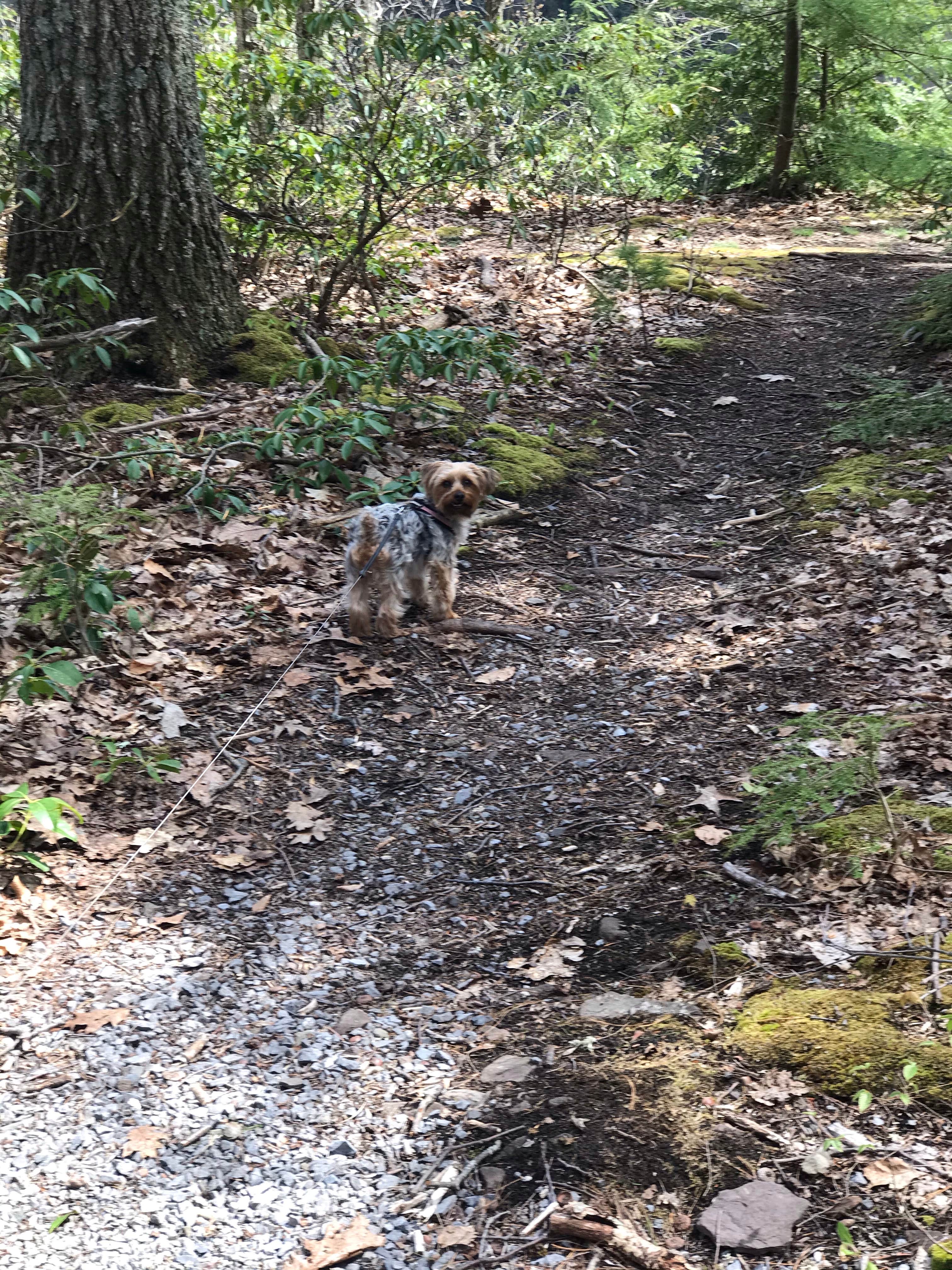 Camper-submitted photo at Crazy Acres Campground at Beaver Spring Lake near Colliersville, NY