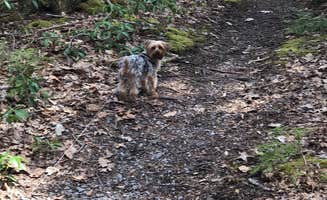 Kelly J.'s photo of camping with pets at Crazy Acres Campground at Beaver Spring Lake near Roxbury, NY