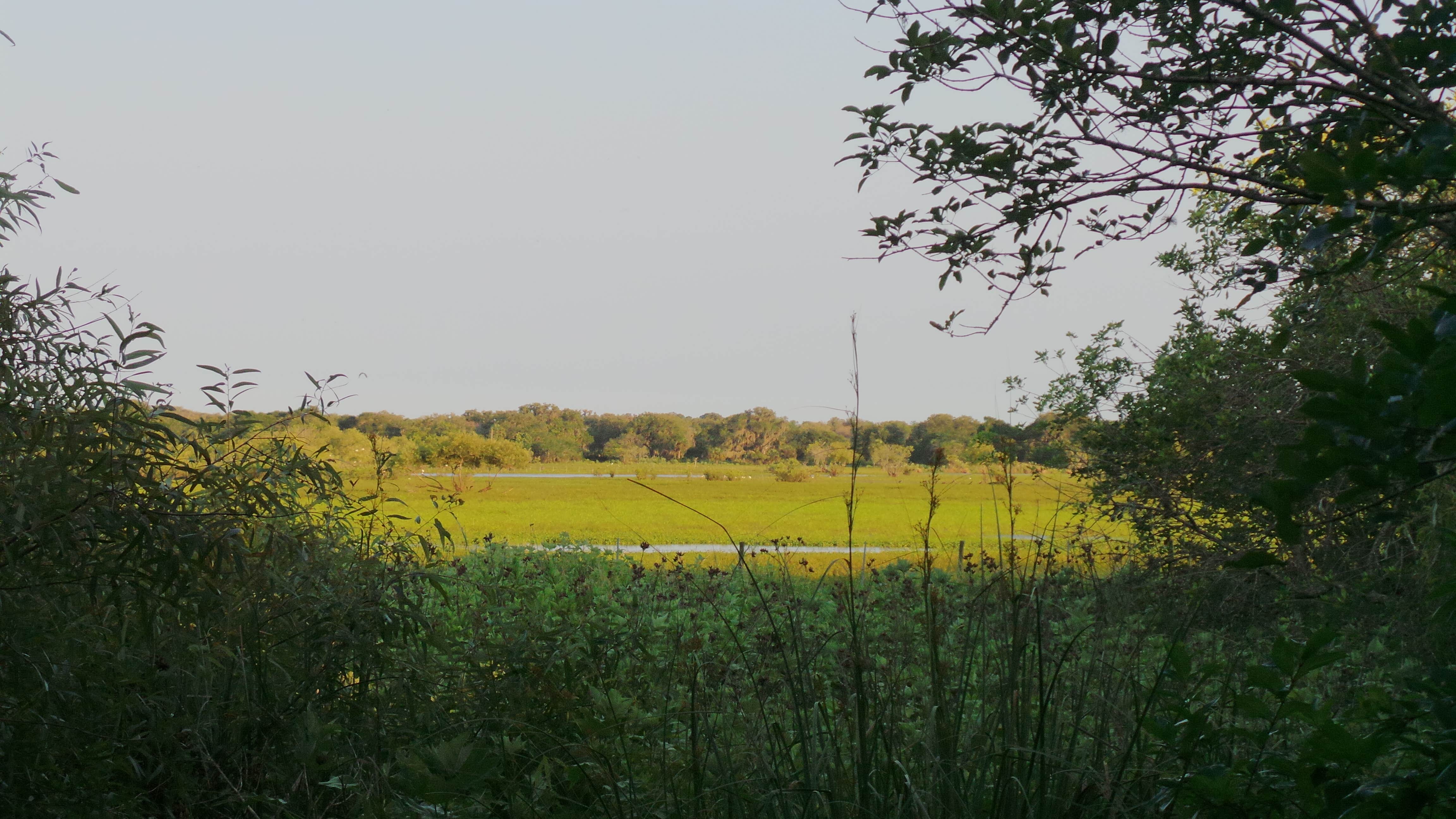 Camper-submitted photo at Crowley Museum and Nature Center Group Camp near Bokeelia, FL