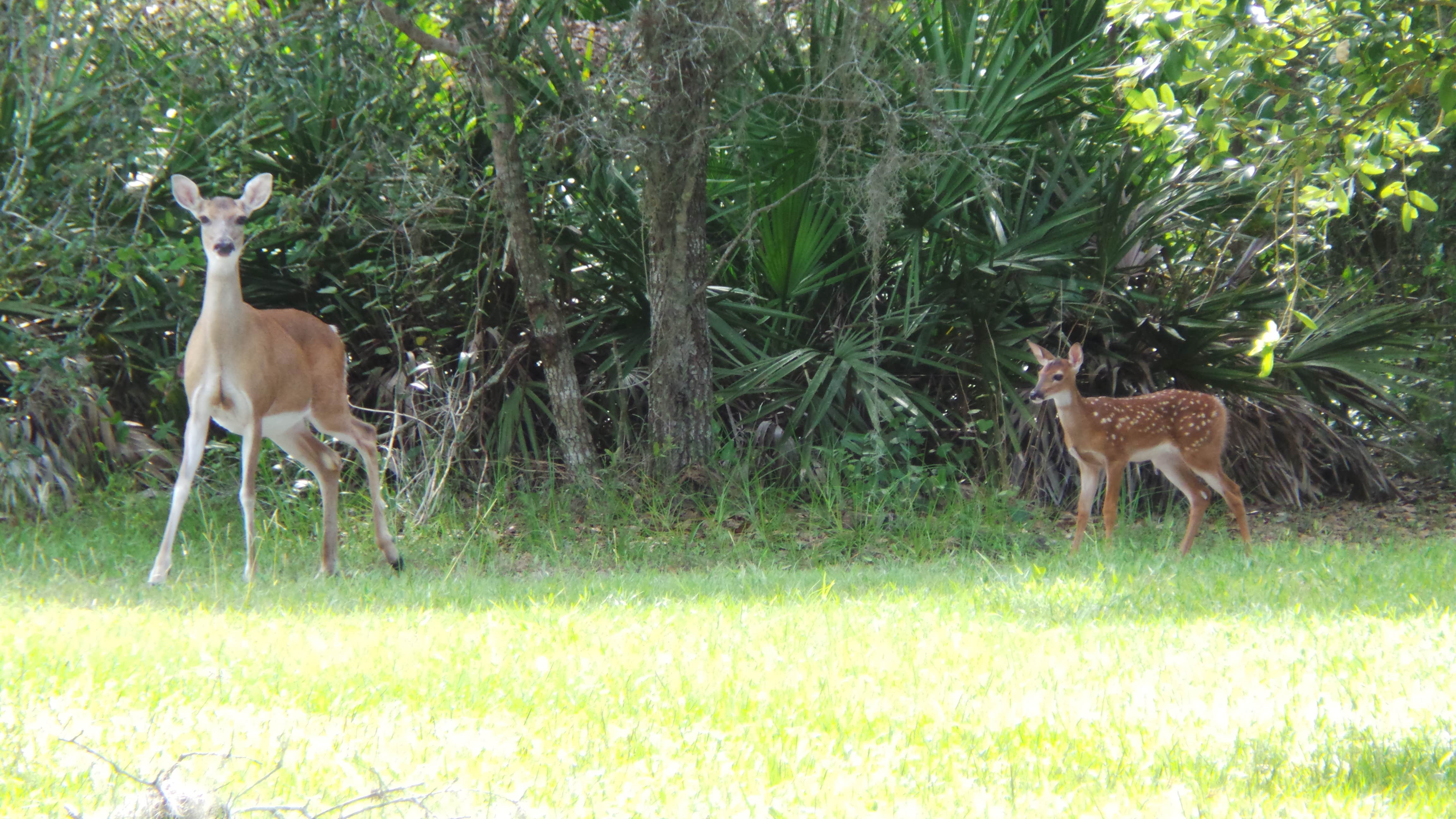 Camper-submitted photo at Crowley Museum and Nature Center Group Camp near Bokeelia, FL